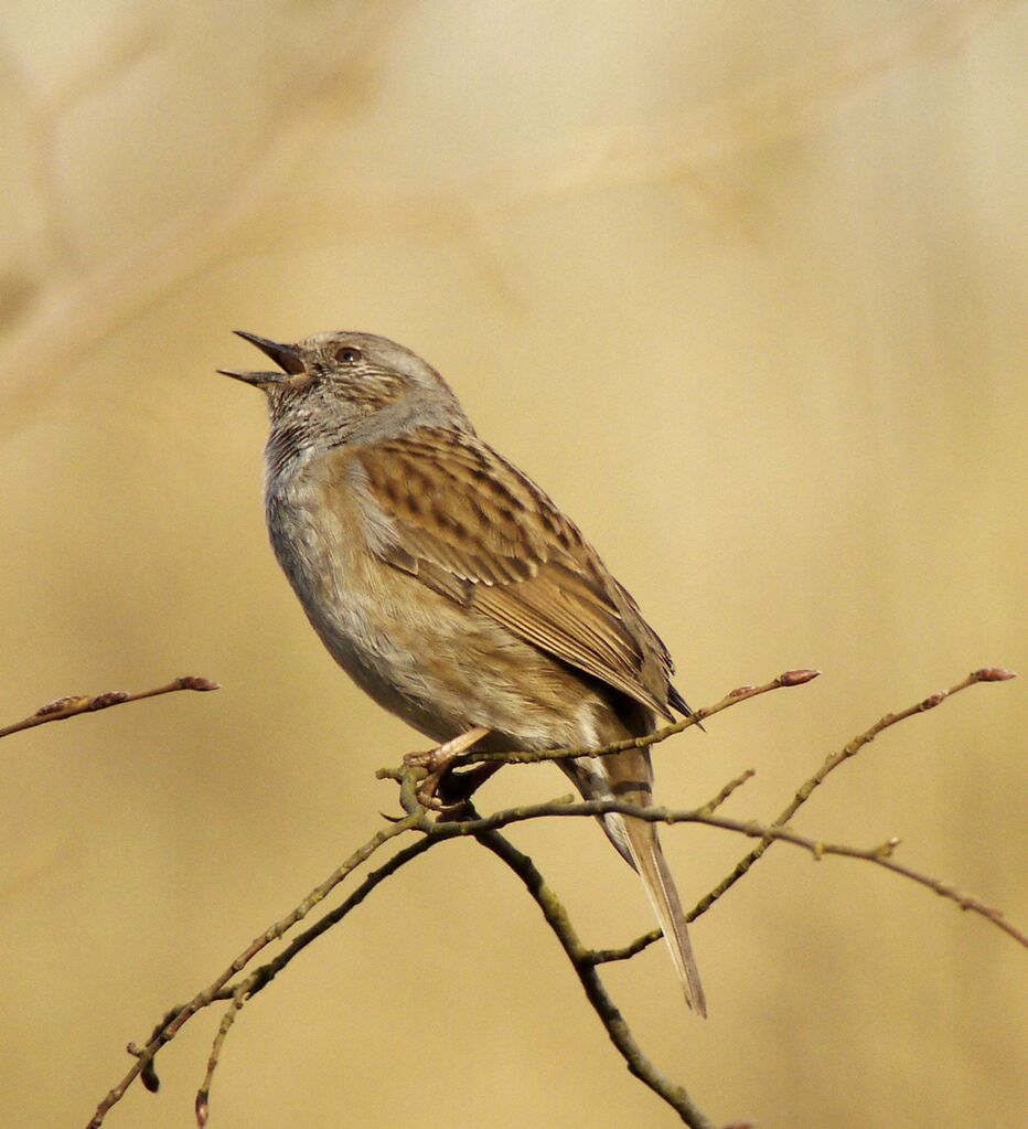 Dunnock male, identification, Behaviour