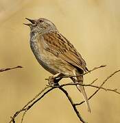 Dunnock