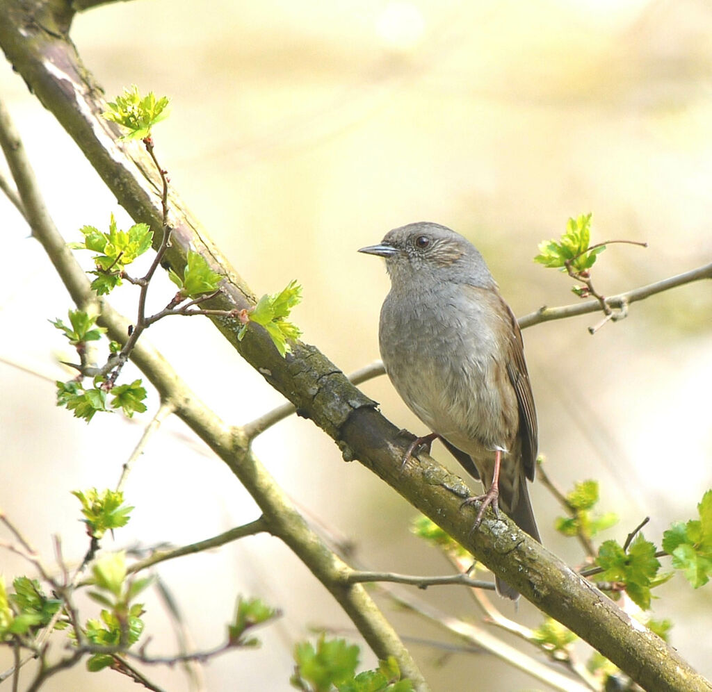 Accenteur mouchetadulte nuptial, identification