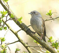 Dunnock