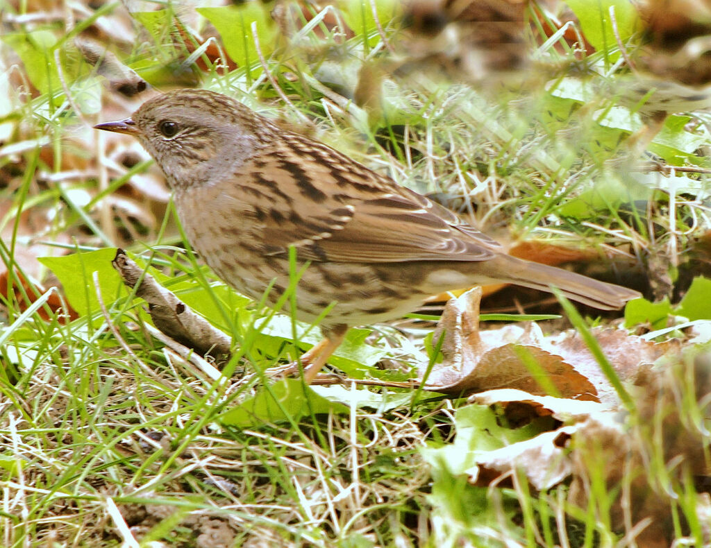 Accenteur mouchetadulte internuptial, identification