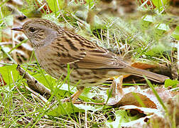 Dunnock