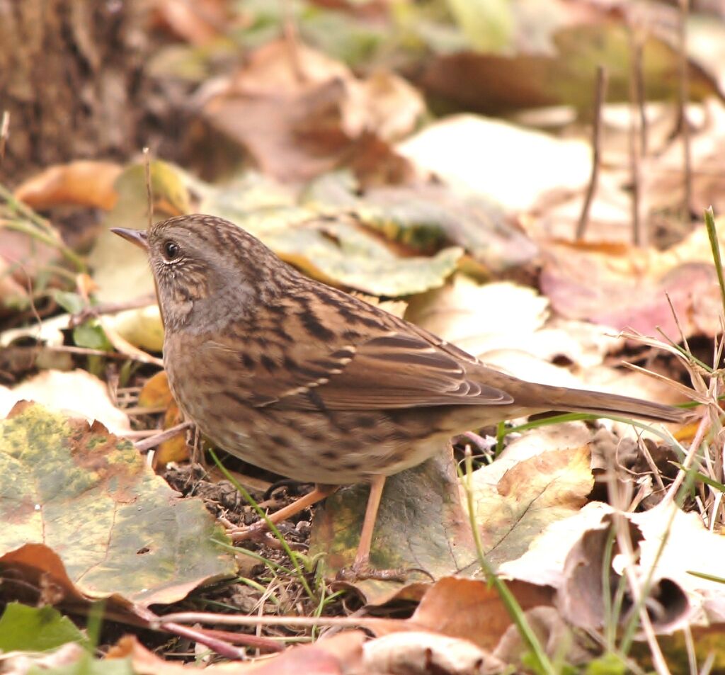 Dunnockadult post breeding, identification