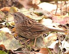 Dunnock