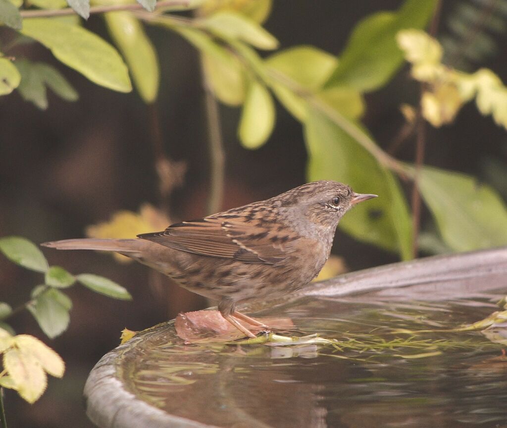 Dunnockadult post breeding, identification