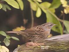 Dunnock