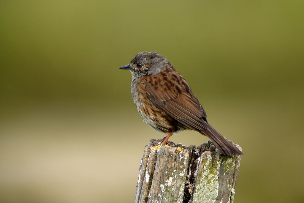 Dunnock male adult breeding, identification