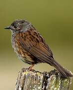 Dunnock