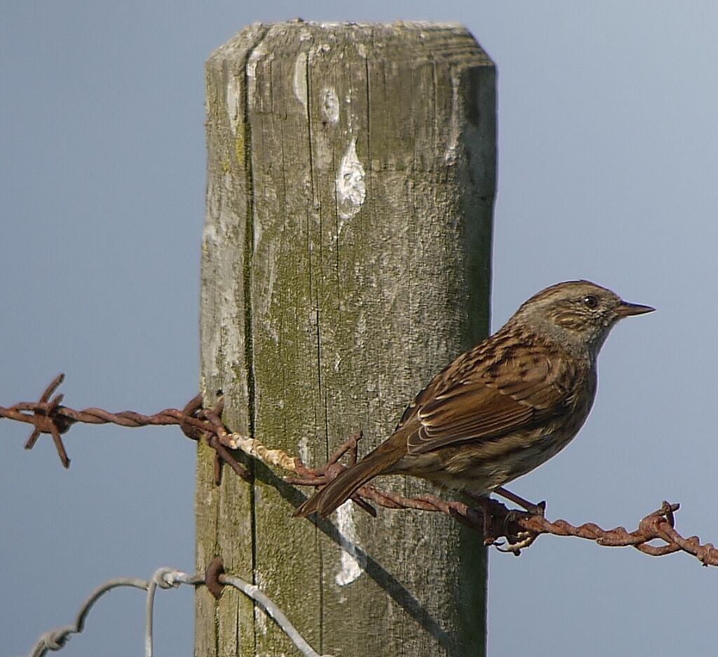 Dunnock male adult post breeding