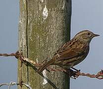 Dunnock