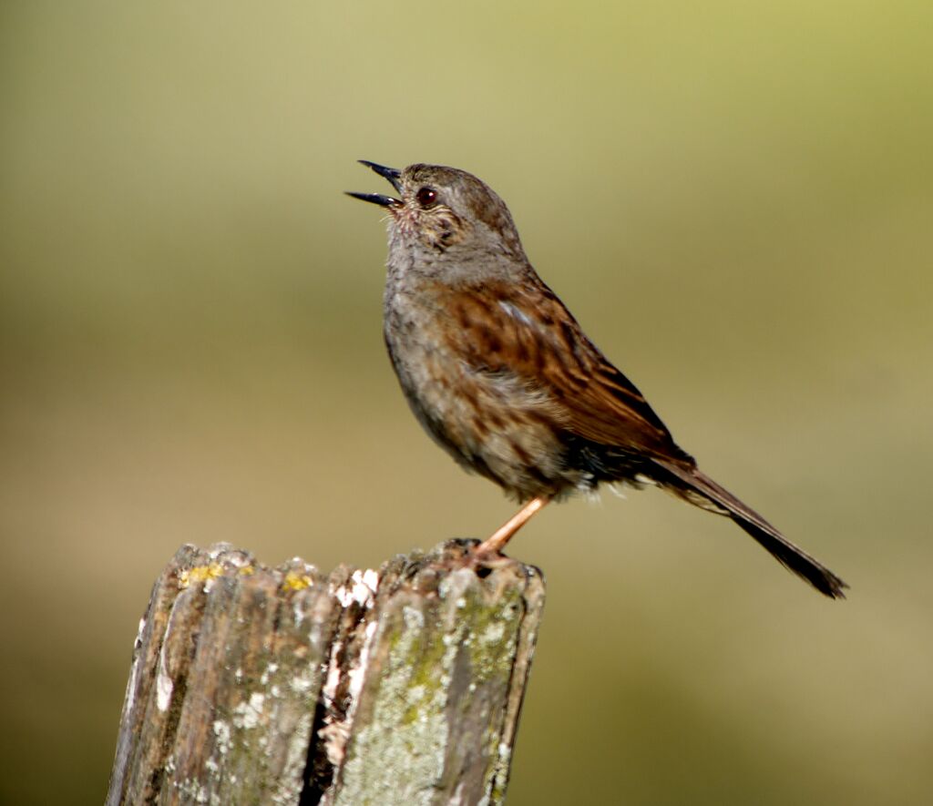 Dunnock male adult breeding, identification