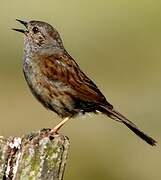 Dunnock