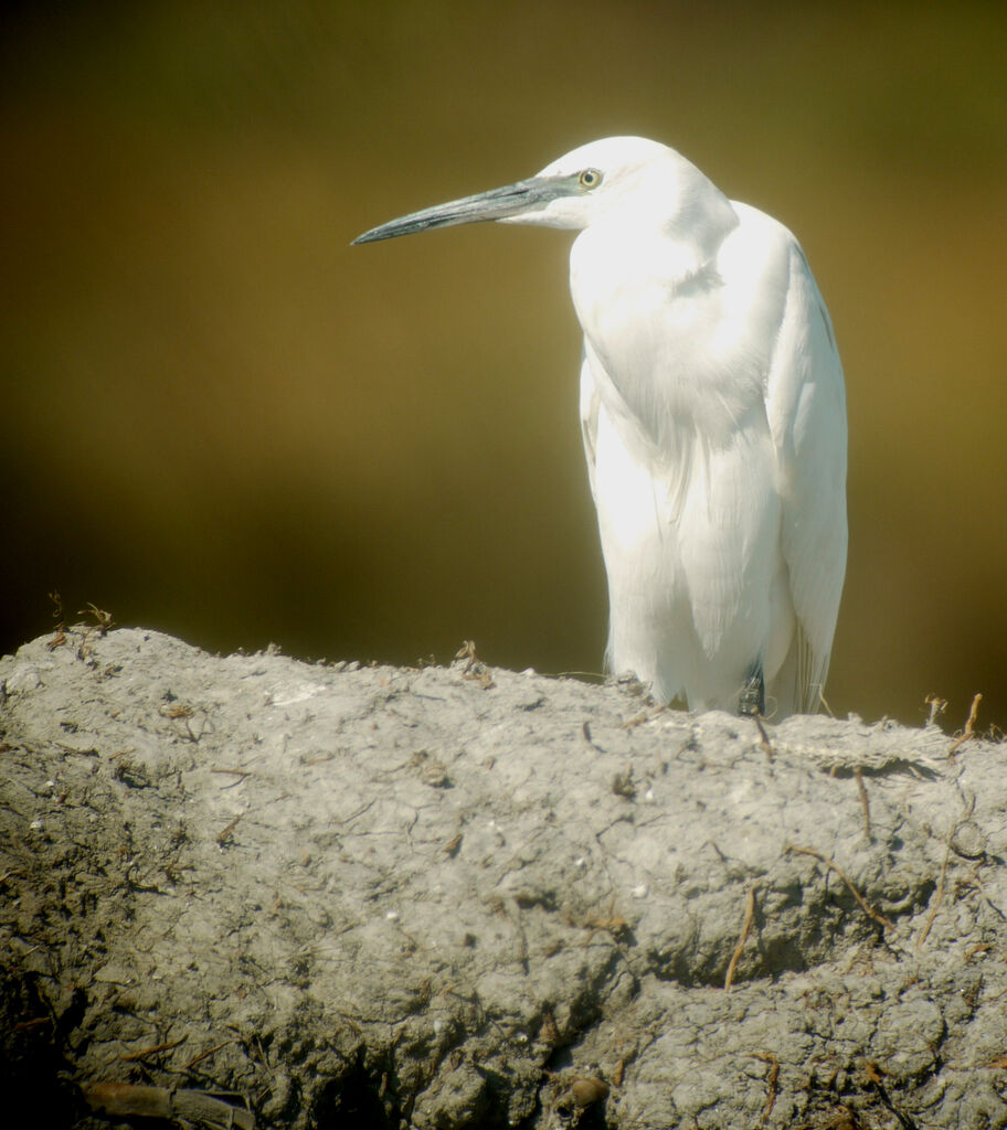 Little Egret