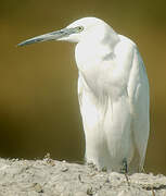 Aigrette garzette