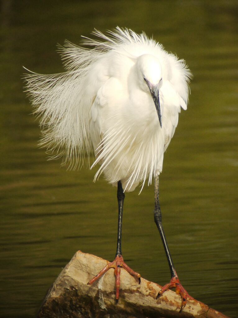 Little Egret male adult breeding, identification