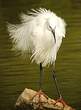 Aigrette garzette