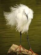 Little Egret