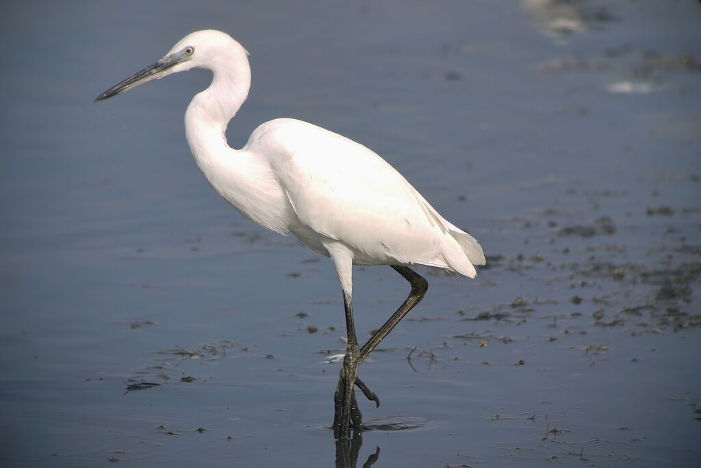 Aigrette garzetteadulte internuptial