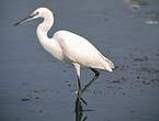 Aigrette garzette