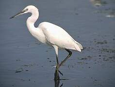 Aigrette garzette