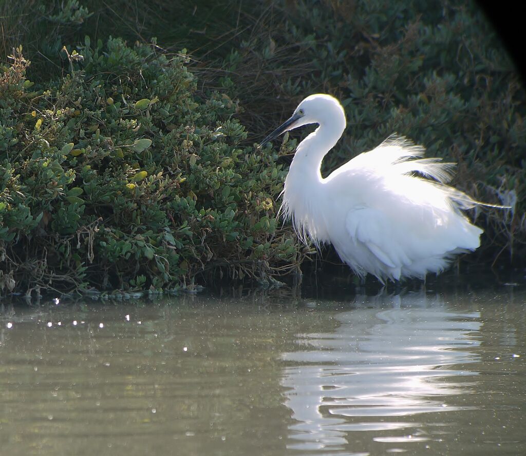 Little Egretadult post breeding, Behaviour