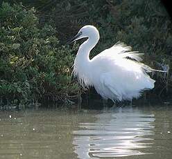 Aigrette garzette