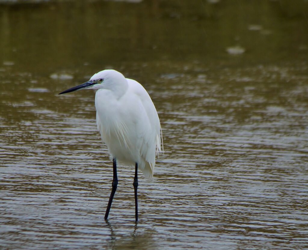 Aigrette garzetteadulte internuptial, identification