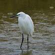 Aigrette garzette