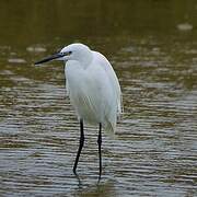 Little Egret