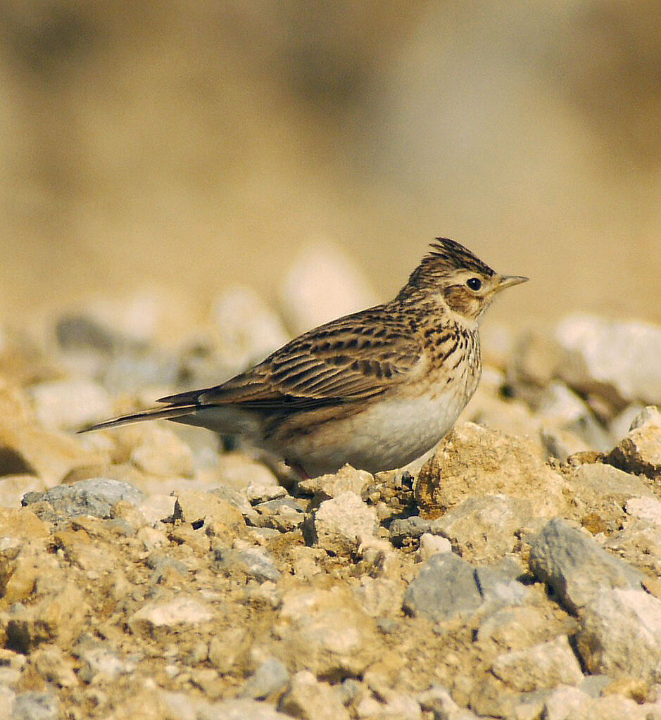 Alouette des champs mâle adulte nuptial, identification