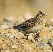 Eurasian Skylark