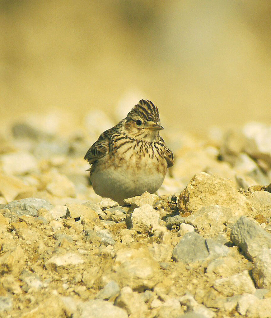 Alouette des champs mâle adulte nuptial, identification