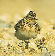 Eurasian Skylark