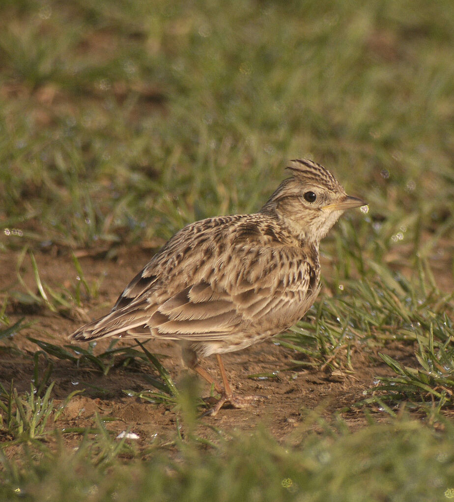 Alouette des champsadulte nuptial, identification