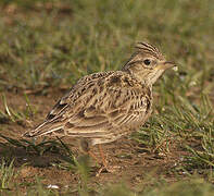 Eurasian Skylark