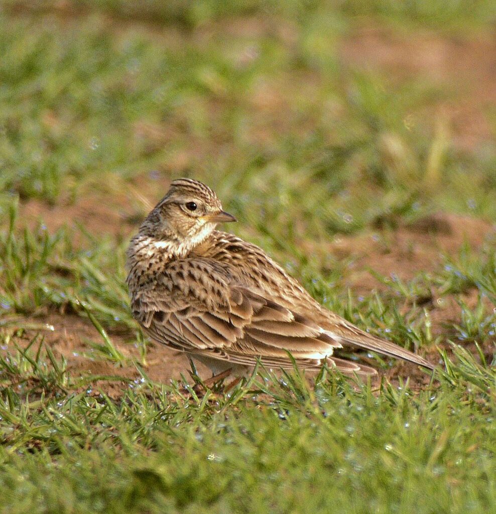 Alouette des champsadulte nuptial, identification