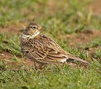 Eurasian Skylark