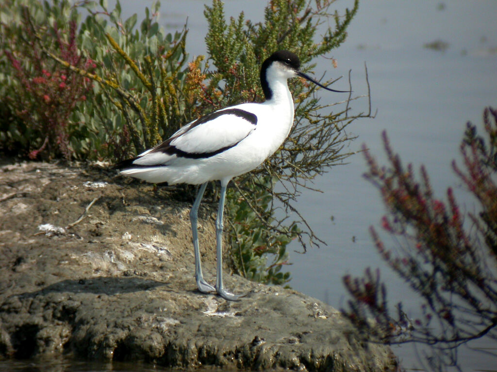 Avocette éléganteadulte