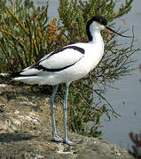 Avocette élégante