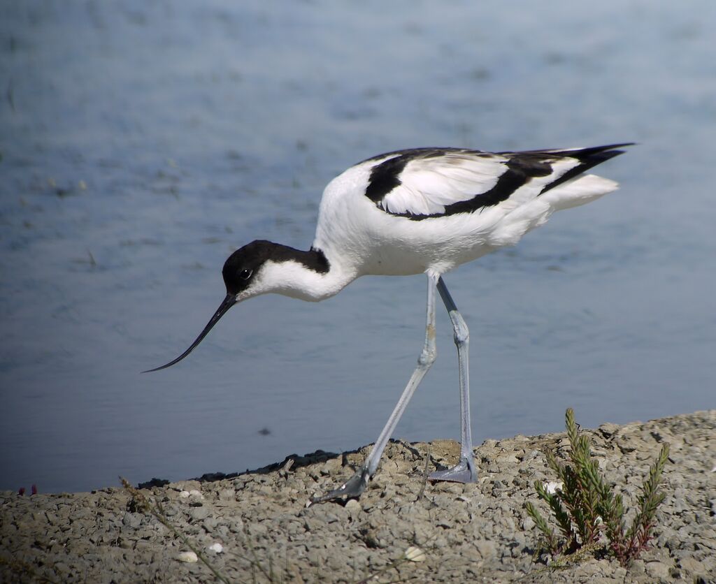 Pied Avocetadult breeding, identification