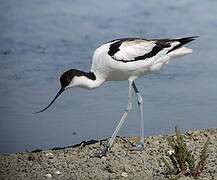 Avocette élégante