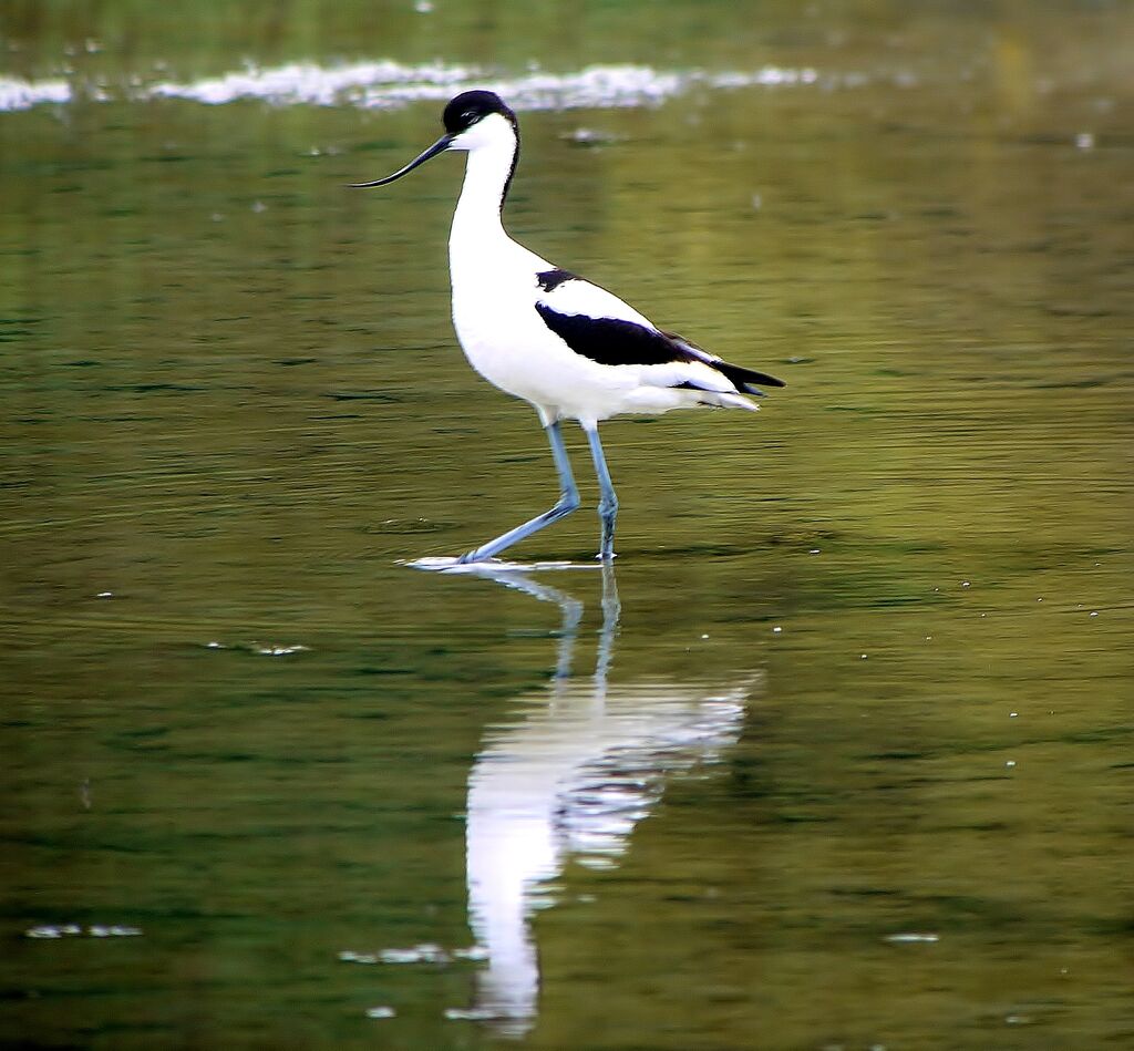 Avocette éléganteadulte nuptial, identification