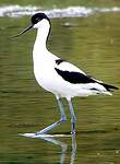 Avocette élégante