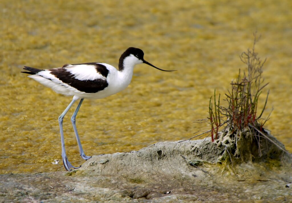 Avocette éléganteadulte nuptial, identification