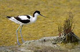 Avocette élégante