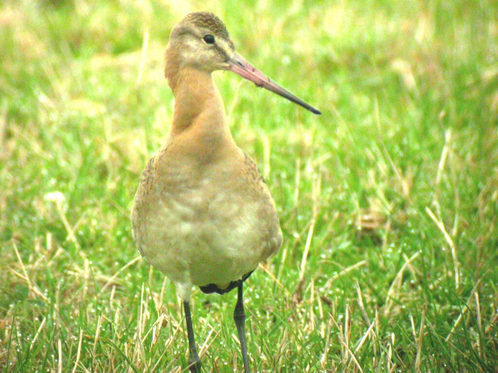 Black-tailed Godwit