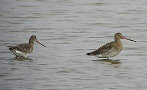 Black-tailed Godwit