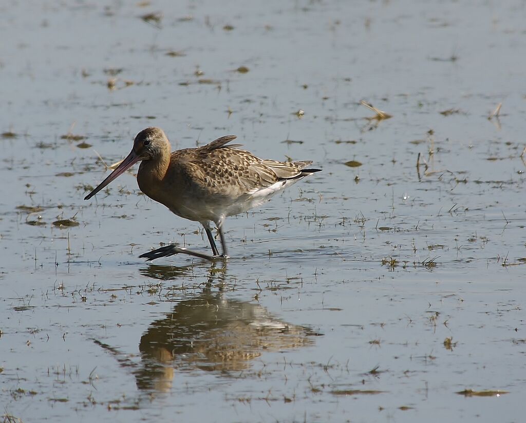 Black-tailed Godwitadult post breeding, identification