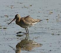 Black-tailed Godwit