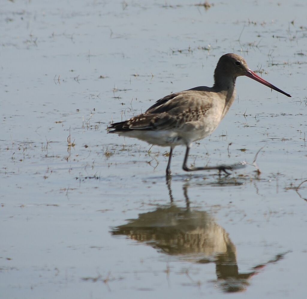 Black-tailed Godwitadult post breeding, identification